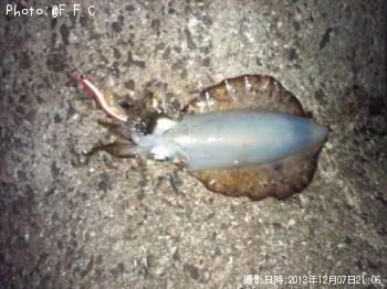 アオリイカ