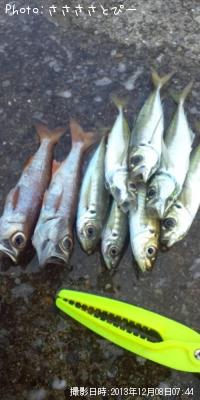 アジ＆何て魚だ？