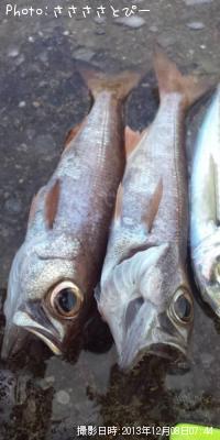 アジ＆何て魚だ？