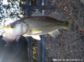 ブラックバス
