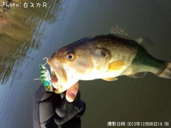 ラージマウスバス
