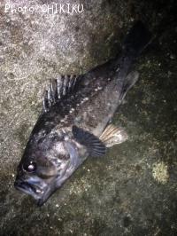 クロソイ
