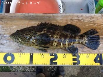 ハタ系