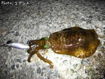 アオリイカ