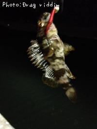 タケノコメバル