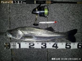シーバス