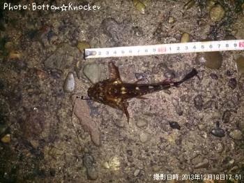 カサゴ