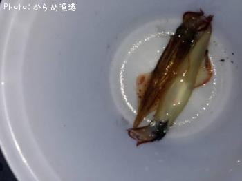 ヤリイカ