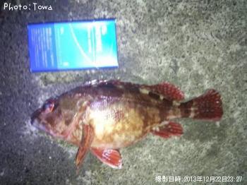 カサゴ