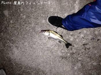 シーバス