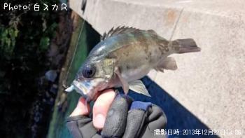 メバル