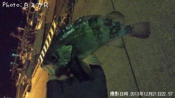メバル