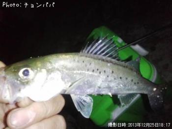 シーバス　ミニ