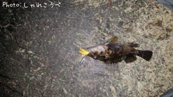 饽