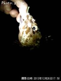 カサゴ