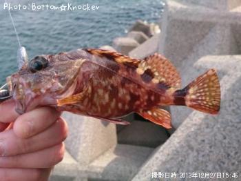 カサゴ
