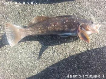 アイナメ
