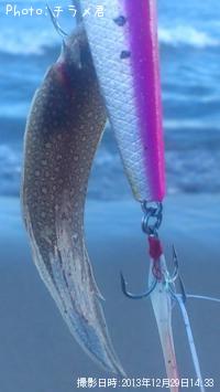 舌平目稚魚