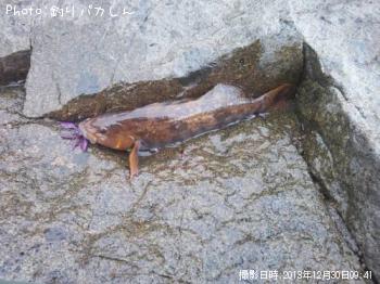 アイナメ