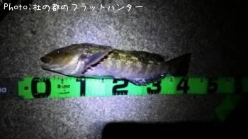 アイナメ