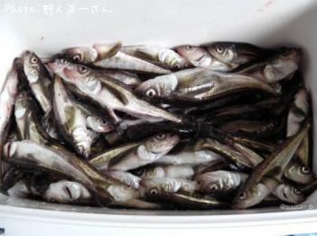 ハタハタ