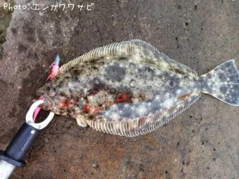 ソゲ