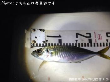 アジ