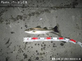 シーバス