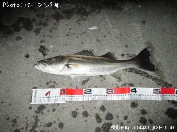 シーバス