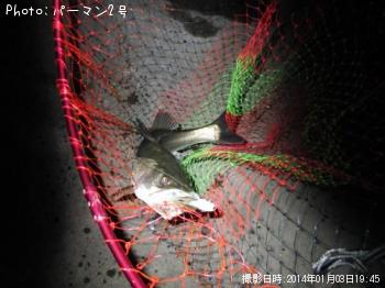 シーバス
