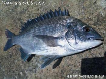 チヌ