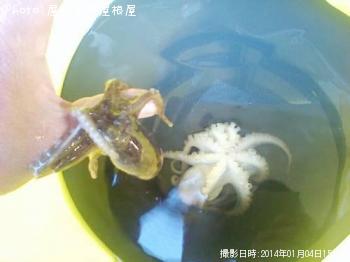 イイダコ