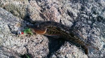アイナメ