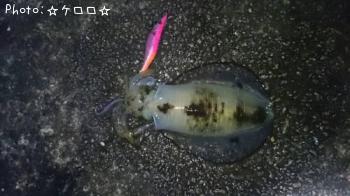 アオリイカ
