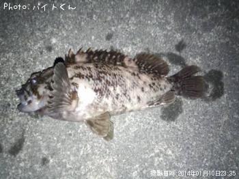饽
