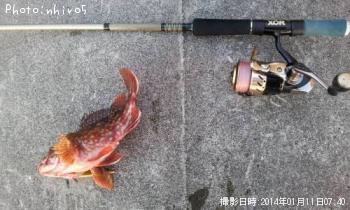 アラカブ