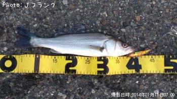 シーバス