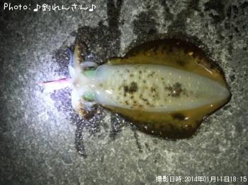 水烏賊
