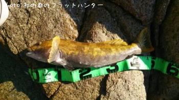 アイナメ