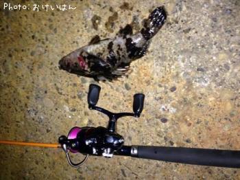 タケノコメバル