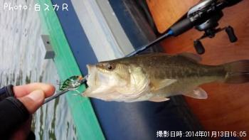 ラージマウスバス