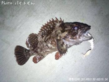 饽