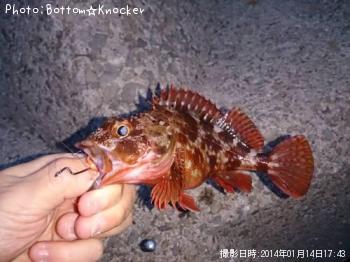カサゴ