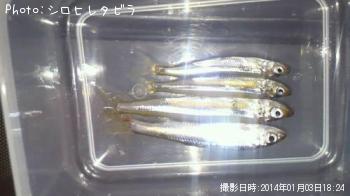 參