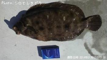 ババガレイ