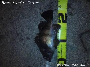 メバル