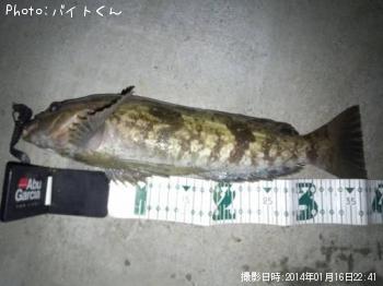 アイナメ