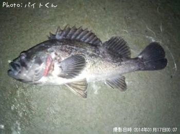 クロソイ