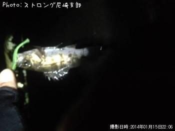 メバル