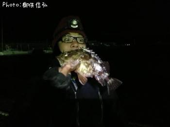 カサゴ